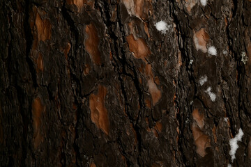 tree bark texture