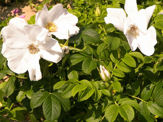 White wildrose flower at early spring.