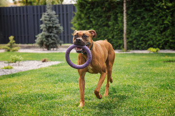 German Boxer dog running across backyard lawn with a purple ring toy in its mouth, full of energy...