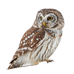 Brown Owl Portrait
