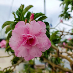 Obraz premium Pink Flower