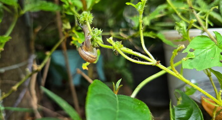 Hemiplecta Distincta feeds on young branches. In vegetable garden can see Garden Snails have brown, round shells and two antennae. They eat produce, causing damage, shoots often cut off and eat leaves