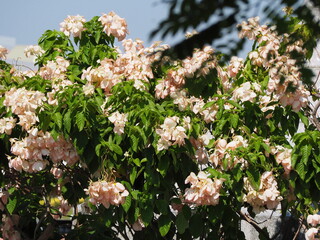 Mussaenda ‘Queen Sirikit’ has dark pink petal bases and light pink tips,The flowers are yellow star-shaped. Mussaenda haspink petal bases that contrast with green leaves. has 5 sepals resembling petal