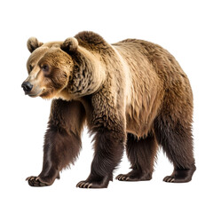 Fototapeta premium Grizzly Bear Isolated: A majestic grizzly bear stands powerfully, its fur detailed and rich in color, isolated in a natural pose that exudes strength and dominance.