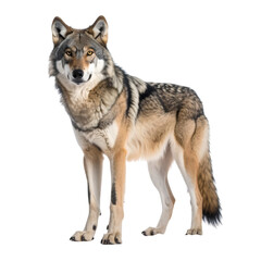 Majestic Iberian Wolf: A striking Iberian wolf stands majestically against a pure white background, showcasing its impressive size and unique coat pattern.