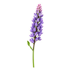Obraz premium Detailed Realistic Lupine Flower Isolated on Transparent Background