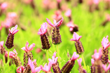 Fernleaf Lavender or Jagged Lavender or Pinnata Lavender flowers blooming in the garden 
