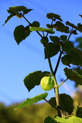 Fruit of Physalis peruviana growing on the branch in the plantation

