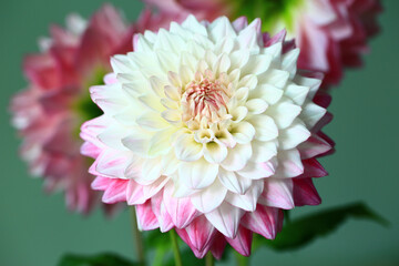 blooming colorful Dahlia flowers,close-up of white with pink Dahlia flowers blooming in the garden 
