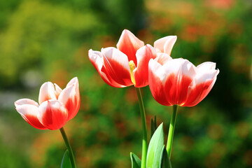 red with white Tulip flowers blooming in the garden with green leaves 

