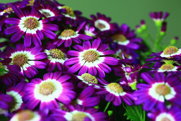 many colorful Cineraria flowers blooming in the plantation
