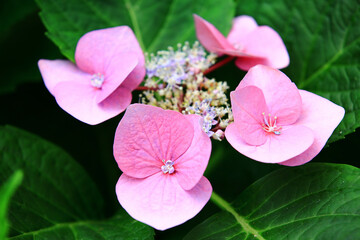 Hydrangea or Big-leaf Hyrdangea flowers blooming in the garden with green leaves
