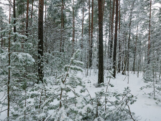 Forest in Estonia, covered with snow. Winter seasonal landscape