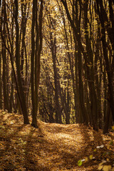 Middle of the autumn forest. Sun is shining through colorful leaves. Seasonal fall background