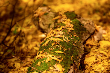 Autumn tree trunk with moss and leaves in the forest. Seasonal fall background