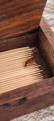 Cockroach in a toothpick box. Zoonotic disease concept.