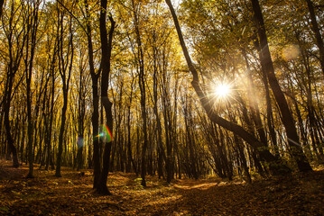 Middle of the autumn forest. Sun is shining through colorful leaves. Seasonal fall background