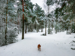 Funny friendly brown Shiba Inu dog in the winter forest