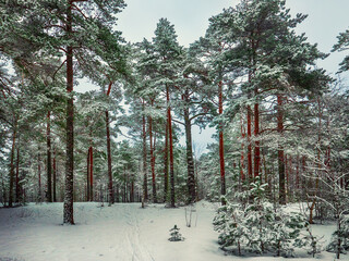 Forest in Estonia, covered with snow. Winter seasonal landscape