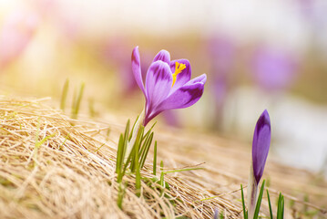 Spring crocus flowers, Easter background