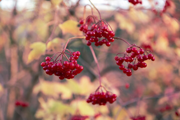 Red berries of viburnum in the wild
