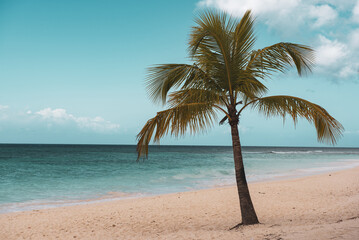 Single palm tree in exotic tropical beach