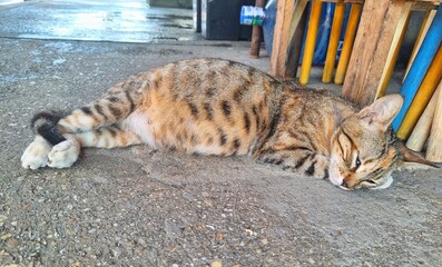 Sleeping cat