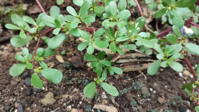 wild portulaca plnat