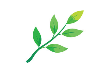 green leaves isolated on white background