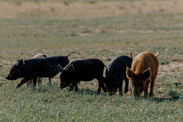 Fototapeta premium Four wild boars or pigs grazing on green grass in Kalmykia