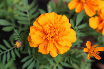 Fototapeta premium Flower