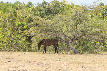 East Sumba, Indonesia – 06. 05. 2025 – The grass is starting to dry up. The scorching heat...