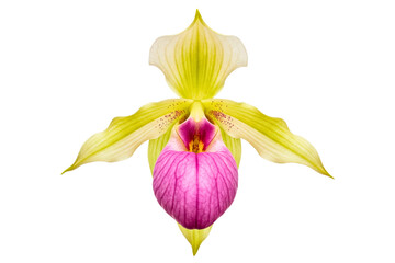 Obraz premium Beautiful yellow and pink orchid in full bloom isolated on a transparent background
