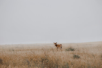 A small saiga antelope in the Kalmyk steppe is alone in a foggy field