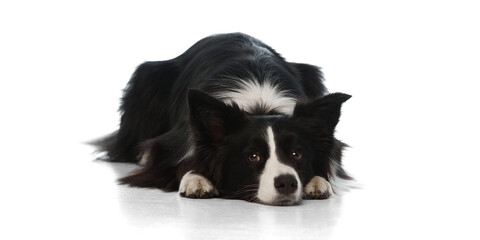 Purebred, cute Border collie dog lying flat with head on ground and sad eyes looking up against white studio background. Concept of domestic animals, canine, grooming and veterinary services.