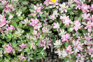 Variety of plants and flowers at flower market