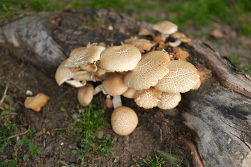 A cluster of mushrooms growing on a mossy log, showcasing their intricate textures and earthy colors. Nature's beauty at its finest in a tranquil forest setting.