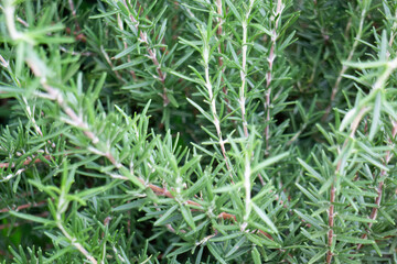 Variety of plants and flowers at flower market