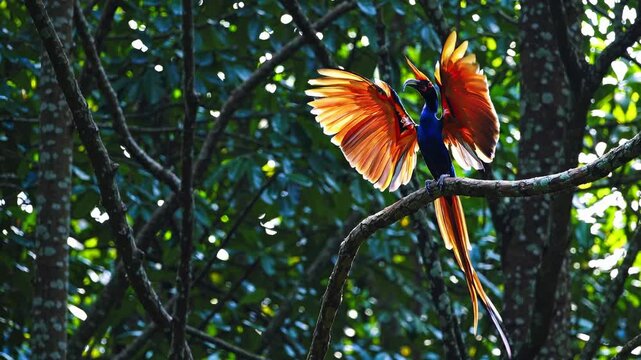 A vibrant bird with outstretched wings perched on a branch, captured from a low angle. The scene evokes a cinematic video feel in lush forest light. Live desktop wallpaper.