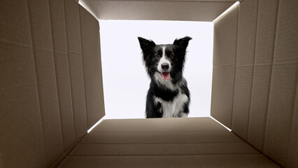 Border collie looking into cardboard box from above with curious expression against white studio...