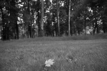 park nature landscape summer evening