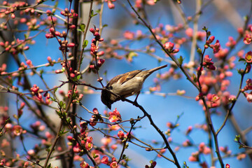 flowers and a bird.