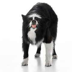 Fototapeta premium Purebred, funny Border collie standing with tongue sticking out playfully against white studio background. Concept of domestic animals, canine, grooming and veterinary services.