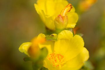 Fototapeta premium Yellow Petal Whisper. A vibrant yellow flower basking in natural sunlight, with soft petals and delicate stamens in sharp focus. Ideal for wellness, nature, and background use.