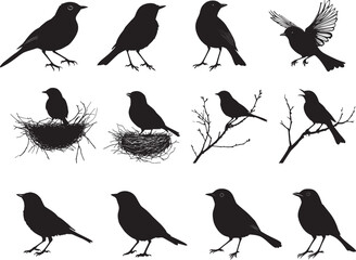 Obraz premium Robin Nesting Sitting inside a nest body low head alert wings tucked in. full length silhouette black vector illustration