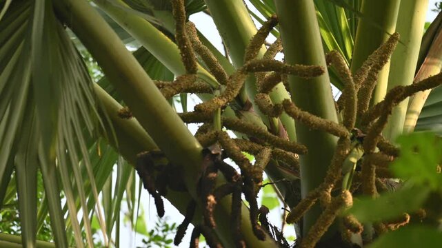 Borassus flabellifer flower. Its common names&nbsp;doub palm,&nbsp;palmyra palm,&nbsp;tala tree, tal palm,&nbsp;toddy palm,&nbsp;lontar palm,&nbsp;wine palm, Asian palmyra palm and&nbsp;ice apple.
