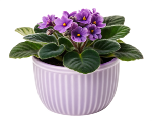 African Violet Plant in Lavender Ribbed Pot on Png Background