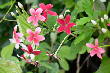 Variety of plants and flowers at flower market