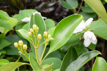 Variety of plants and flowers at flower market