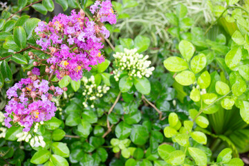 Variety of plants and flowers at flower market